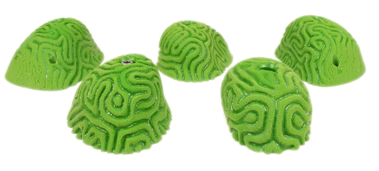 Picture of 5 XL Brain Coral Slopers #1