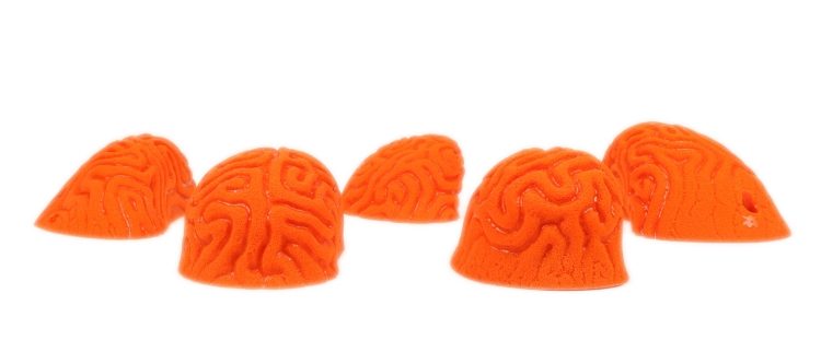 Picture of 5 Large Brain Coral Pinches #1