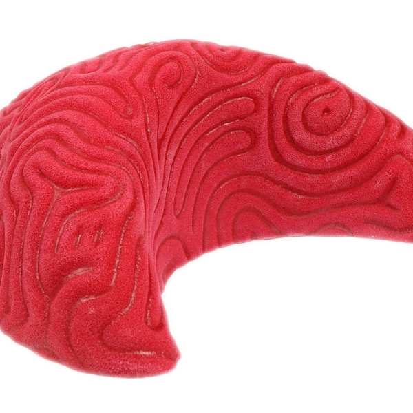Picture for category Brain Coral