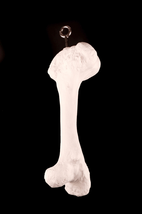Picture of Single Bone (14")