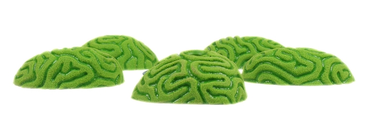 Picture of 5 Medium Brain Coral Rounders