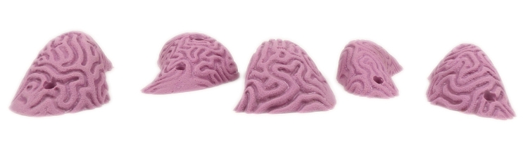 Picture of 5 Large Brain Coral Pinches #3