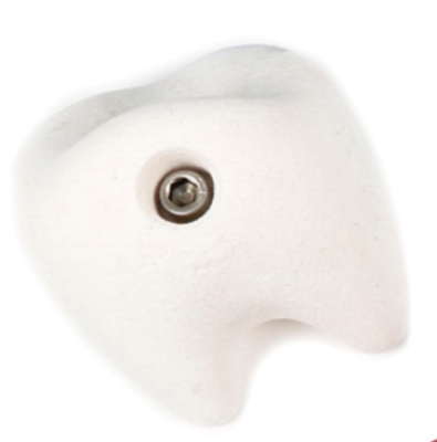 Picture of Large Tooth